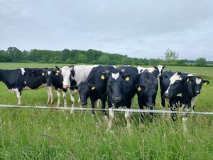 Jungrinder auf Weide