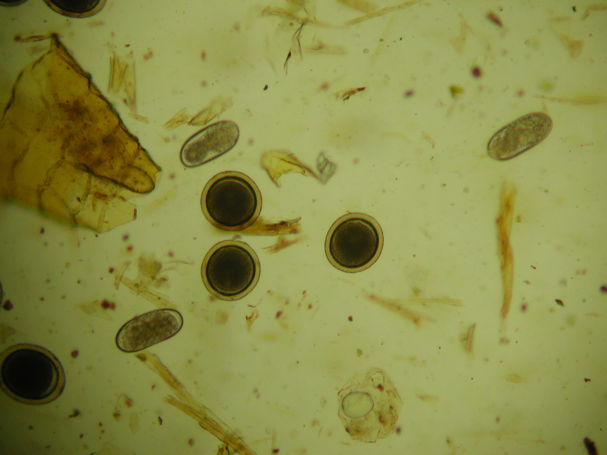 Weideparasiten Diagnose